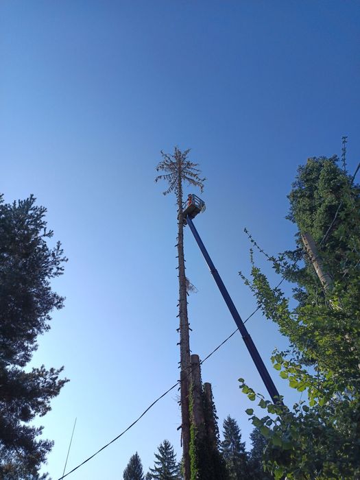 Рязане на високи опасни дървета