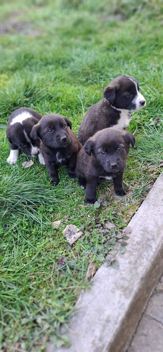 Малки сладки кученца