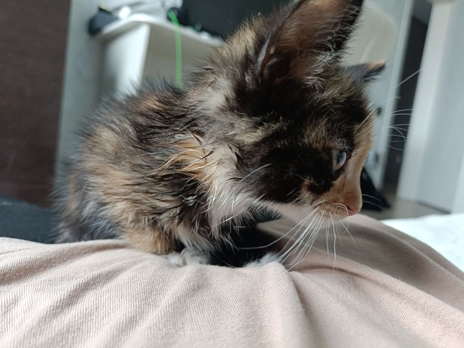 Отдам маленького котенка 1 месец девочка