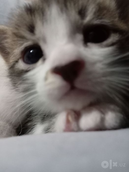 Котенок очаровательный