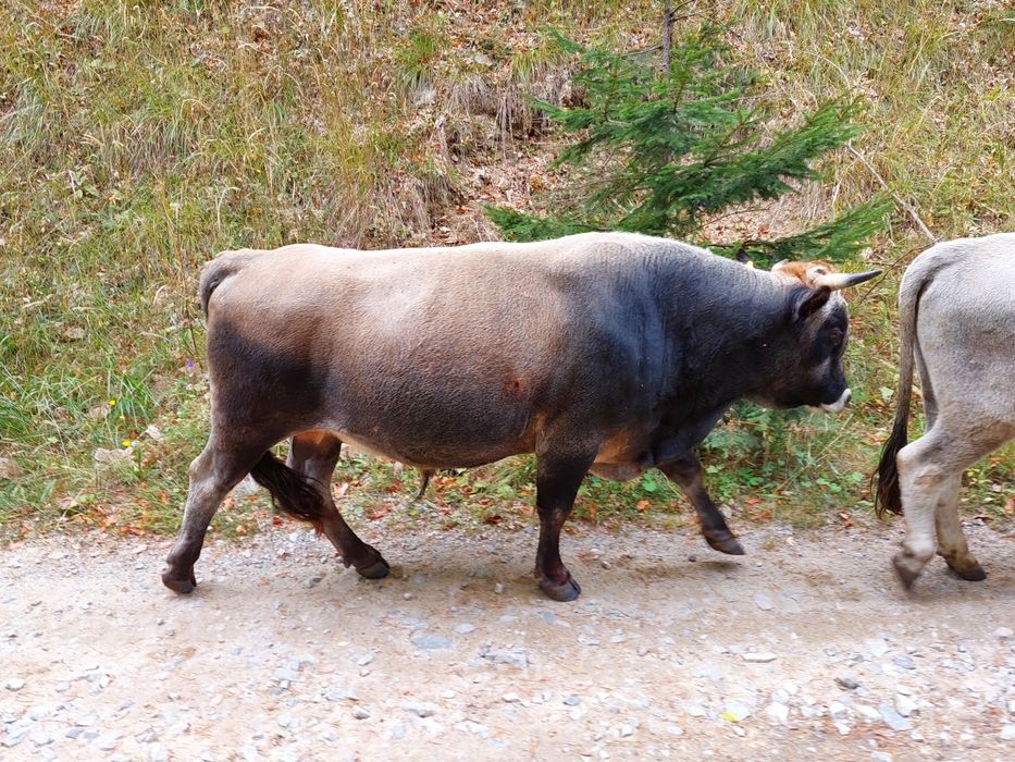 Продавам крави и бикове