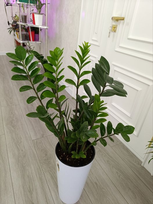 Шикарный Замиокулькас