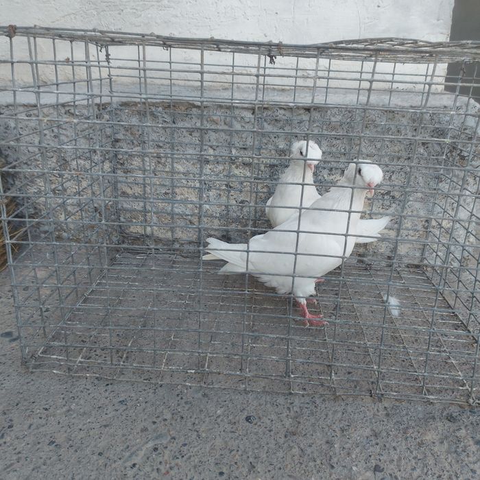 Бели двух чуби самец самка питак