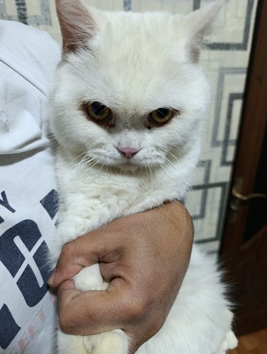 Вязка с британской шиншиллой