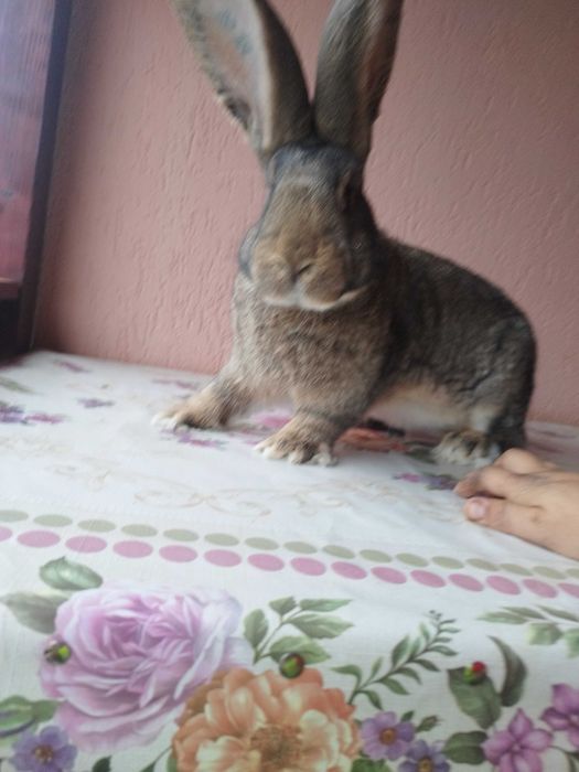 Mascul uriaș german gri