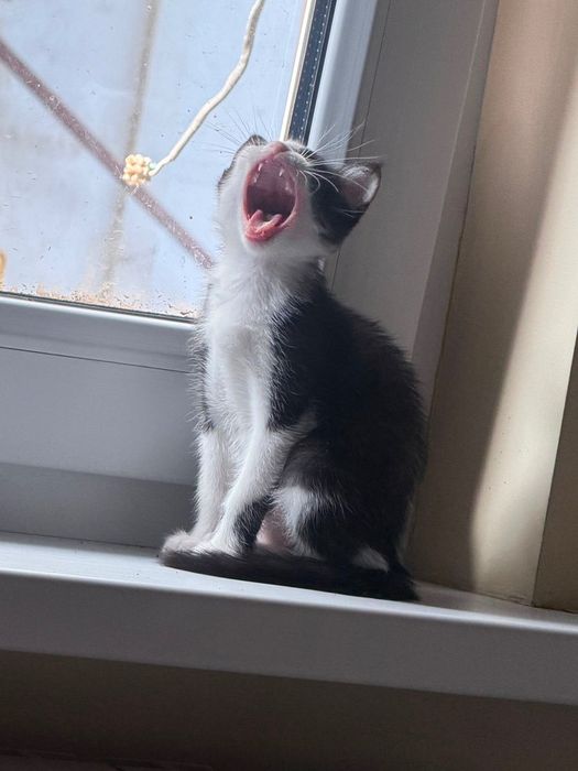 Котёнок девочка Варя красавчик!2 месяца!