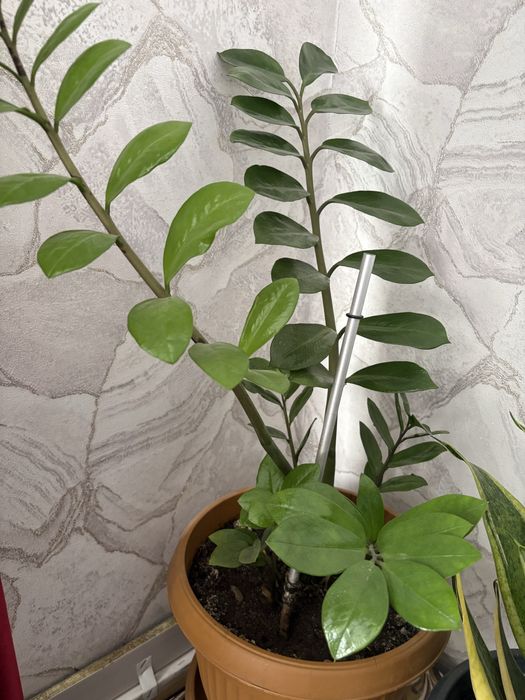 Продам комнатные цветы