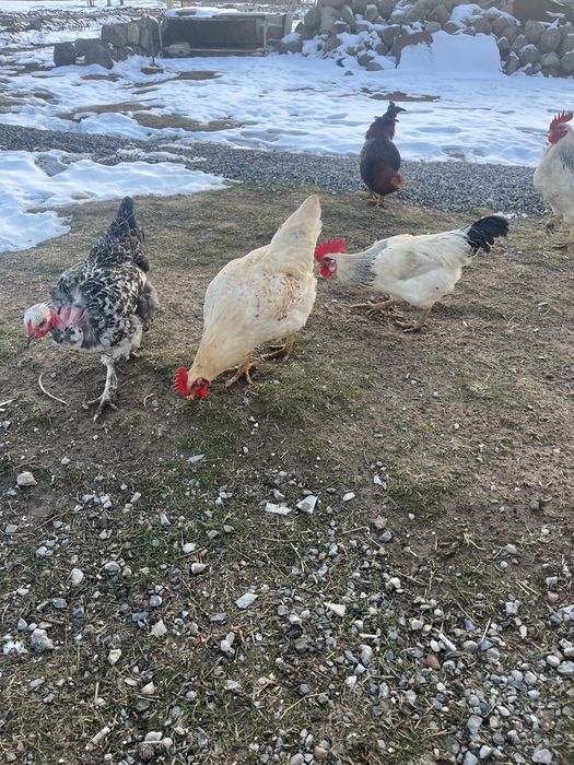 Қораздар сатылады