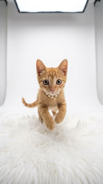 Котенок в добрые руки