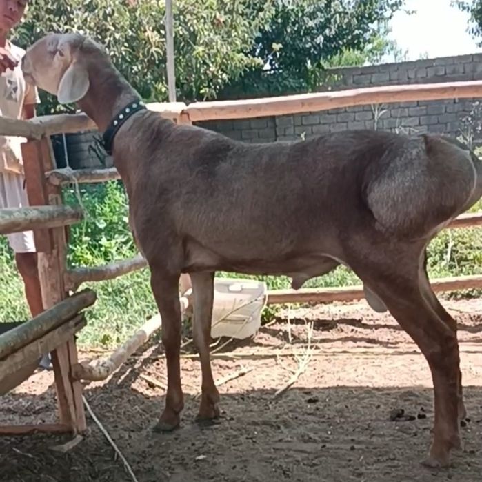Тозза, Арашан , зотли ,(ЛИНЯ) бор Онаси ёнида"баландлиги (95+см)