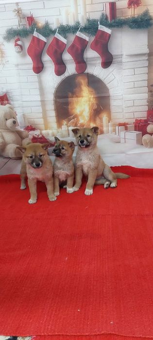 Шиба Ину Shiba inu