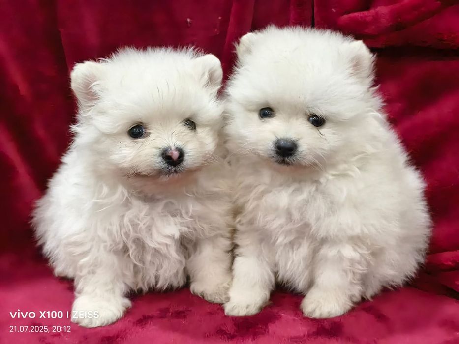 Очаровательные щенки шпица.