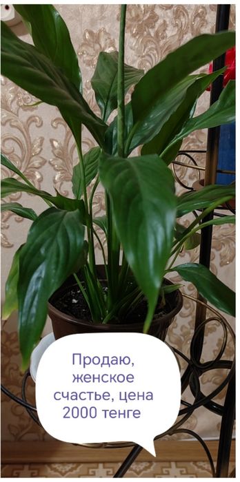 Комнатные растения