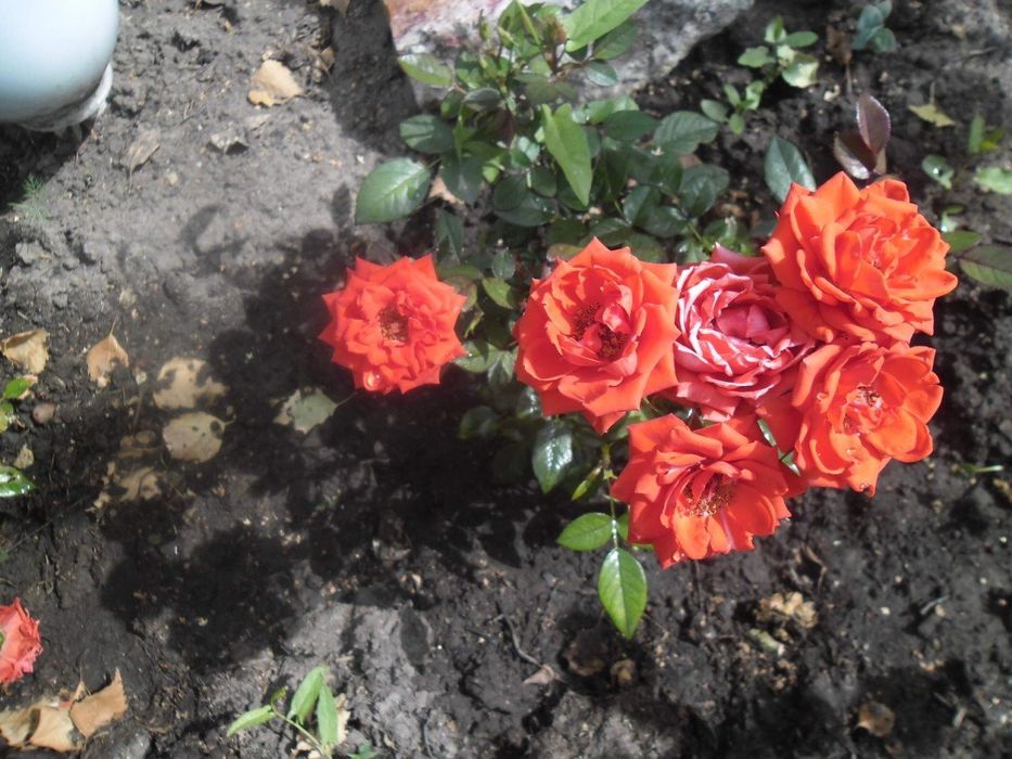 Продам дачу в СО ,, Горизонт,,