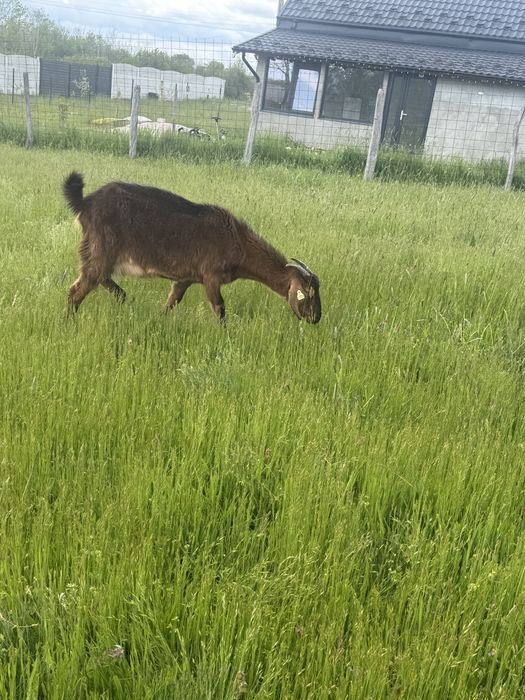 Capra cu iada mare detinem si tatal
