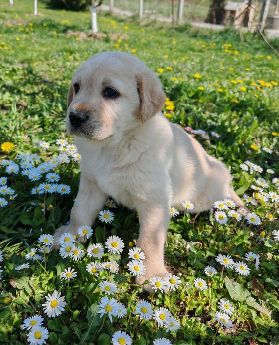 Labradori retriever, adorabili, căutăm familii iubitoare
