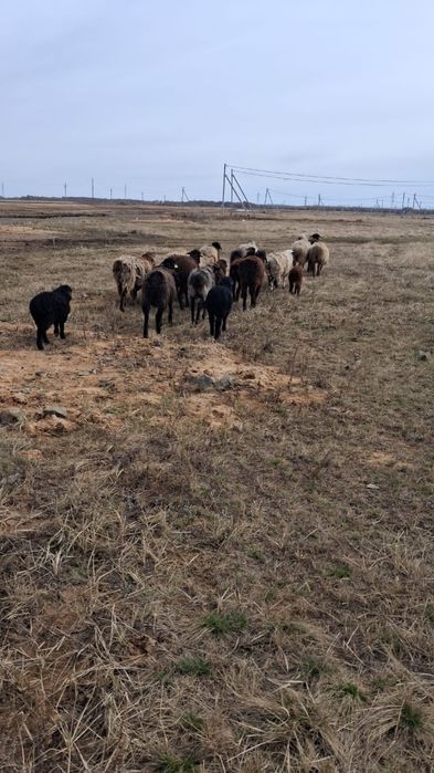 Қой, баран, мал