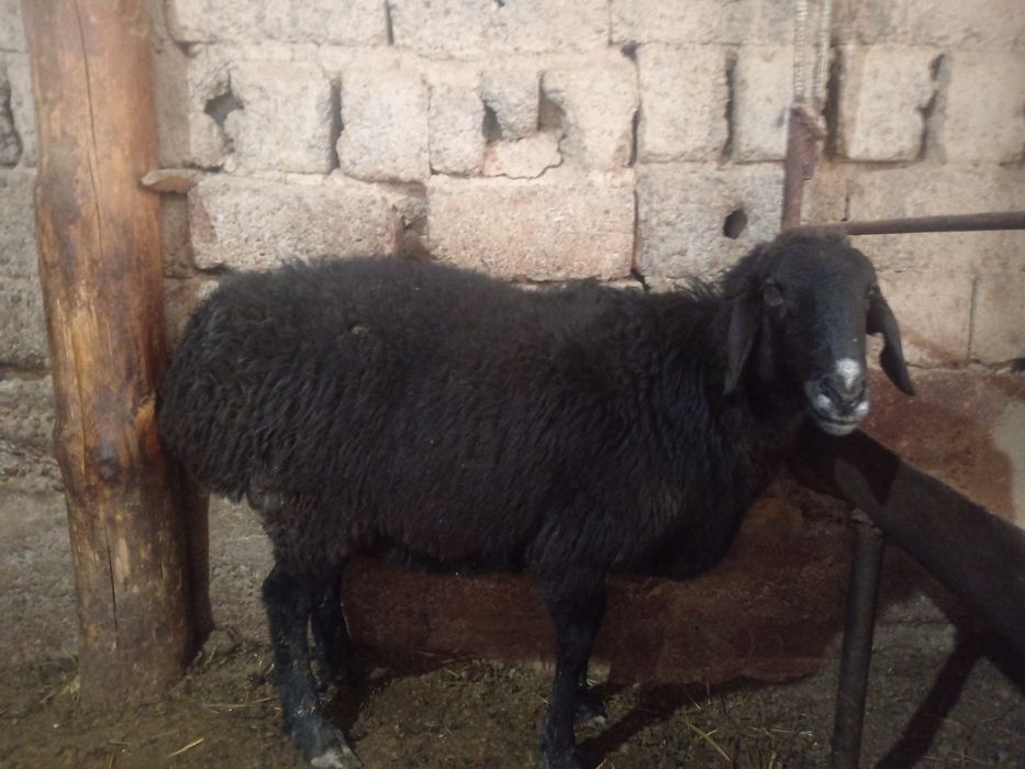 Nasldor sogliq bogoz qoy ургочи богоз