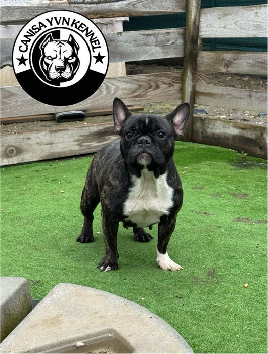 Femela buldog francez