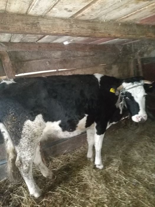 Vând junică 2.5 ani