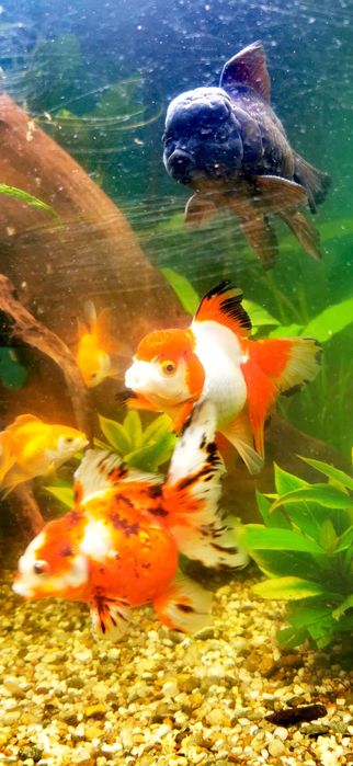 Pești acvariu GOLDFISH