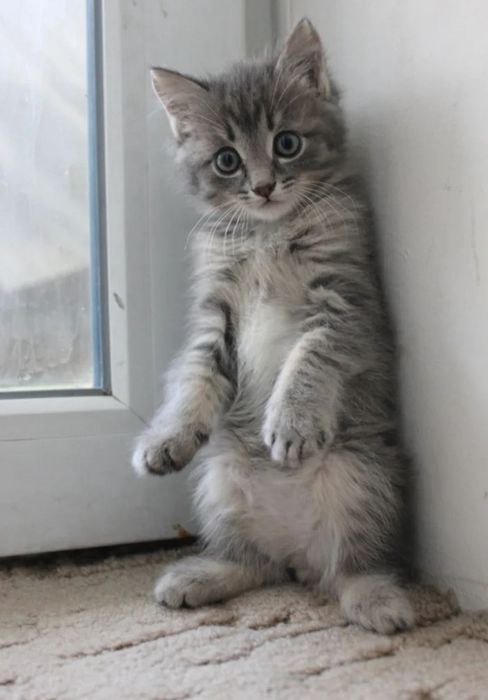 Шикарнейшие Котята