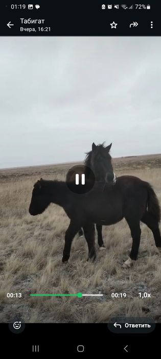 Продам кобылу с жеребенкам