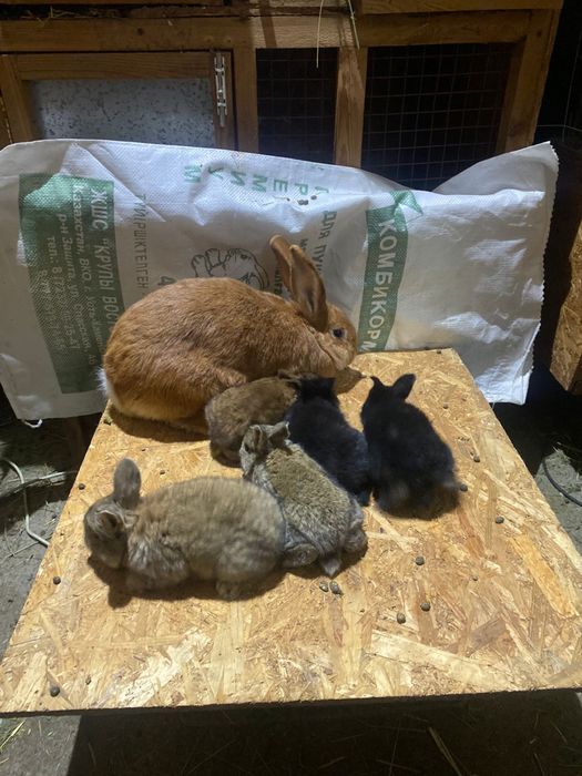 Продам кроликов