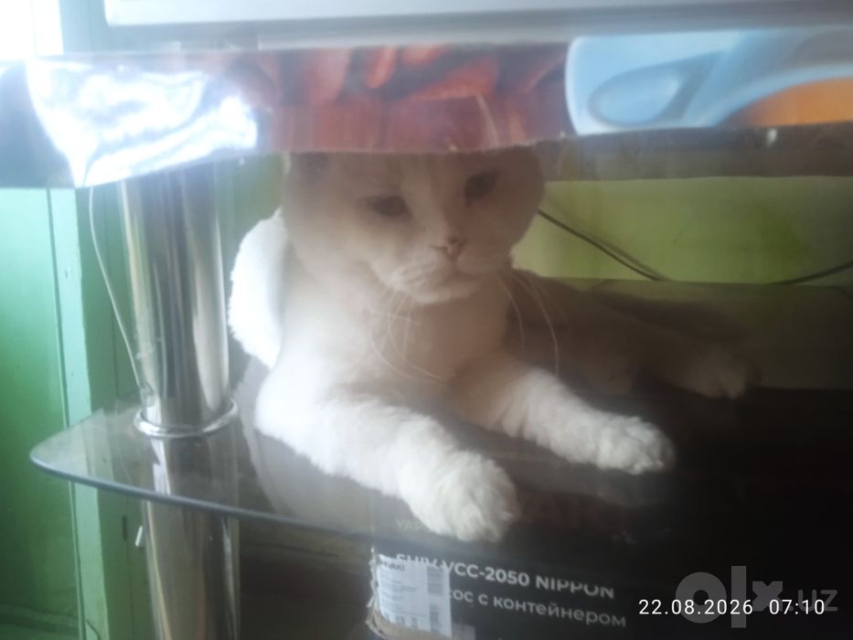 Кот по кличке Граф приглашает на вязку,красивых кошек.