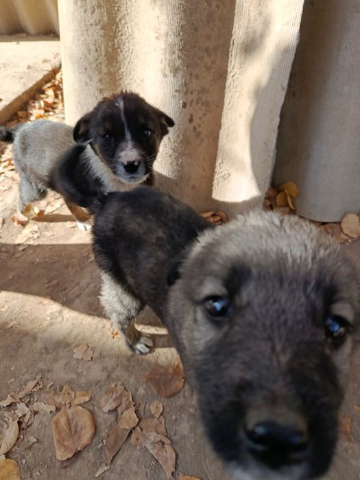 Ищем добрых хозяев!