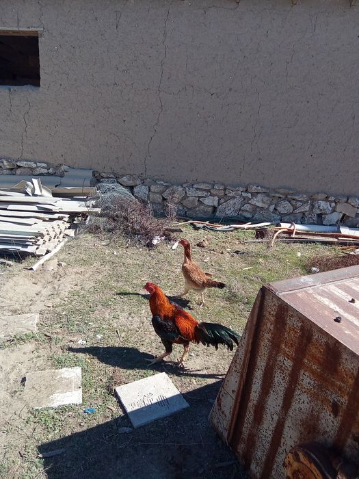 Бойтцовый қораз мекен сатылады