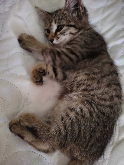 Котёнок кошечка 2,5 мес