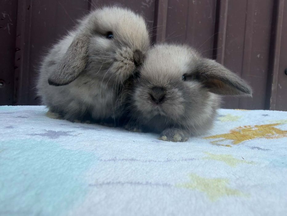 Vând pui de berbec pitic holland lop