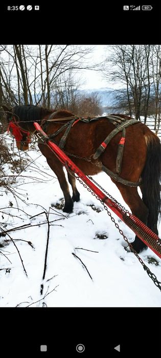 Cârlană de vânzare