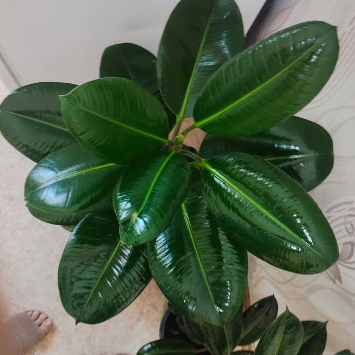 Продам домашние цветы