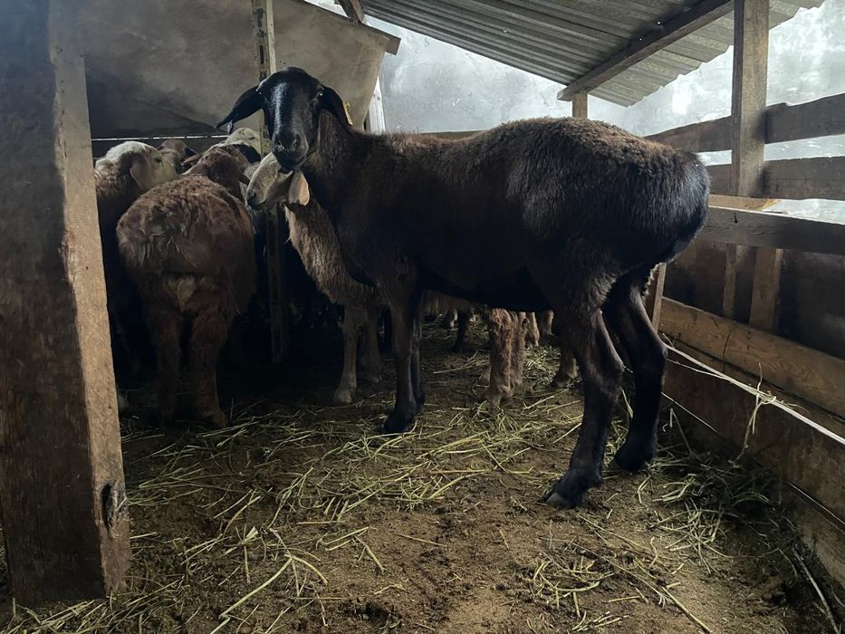 Семіз қой сатылады