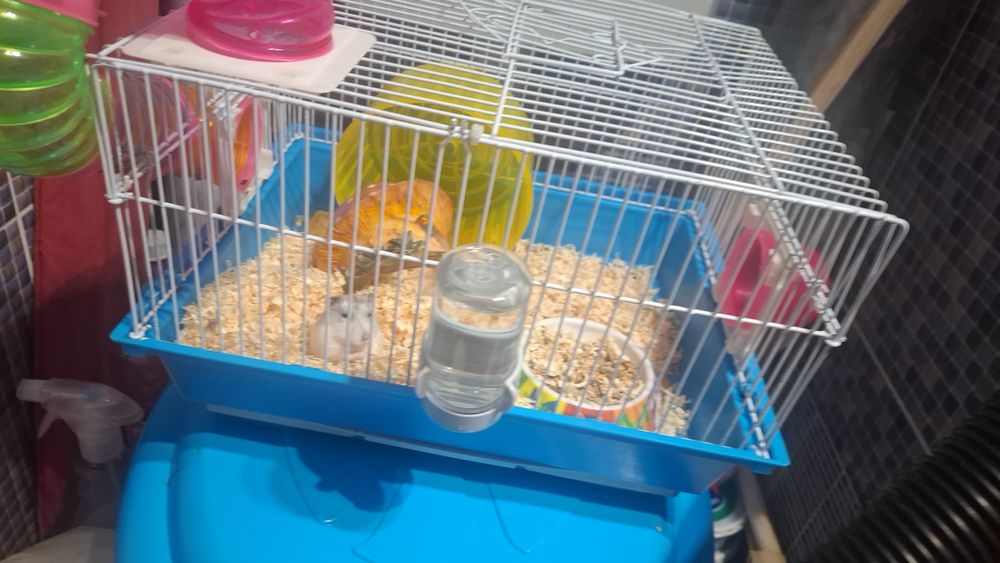 Vand Hamster pitic