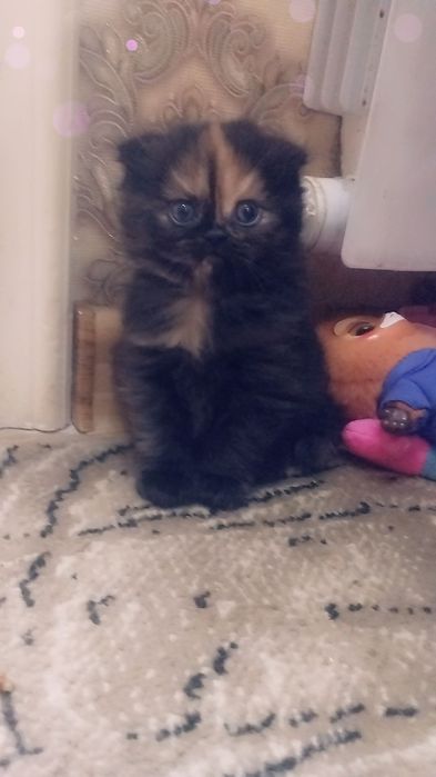 Продаются котята шотландские