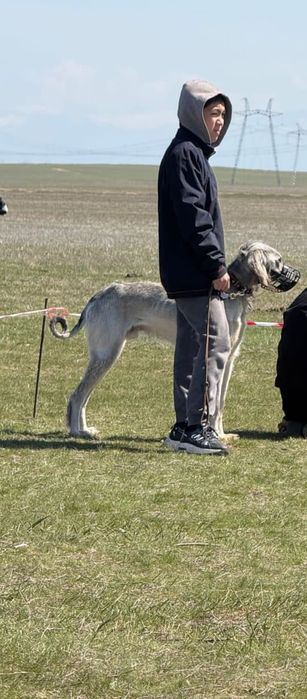 Тазы сатылады  аты көкжал