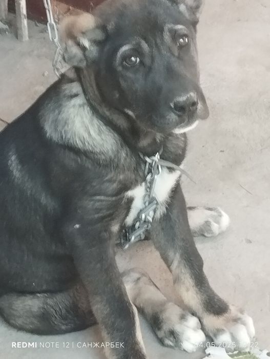 Кучук ираниский кучук