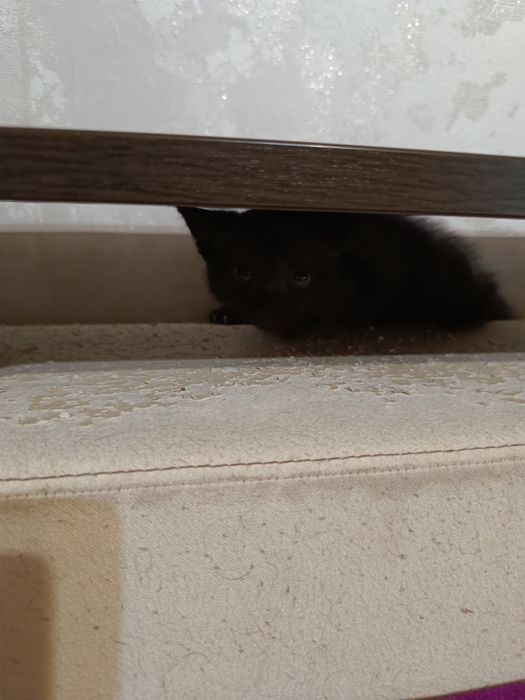 Отдам серого котёнка (мальчик)