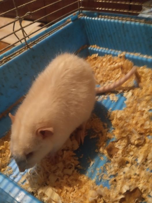 Отдам крысу альбиноса