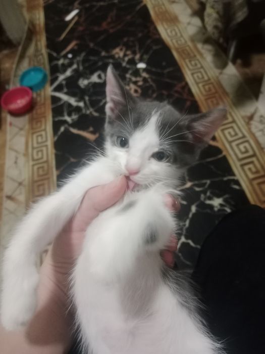 Отдадим красивых котят