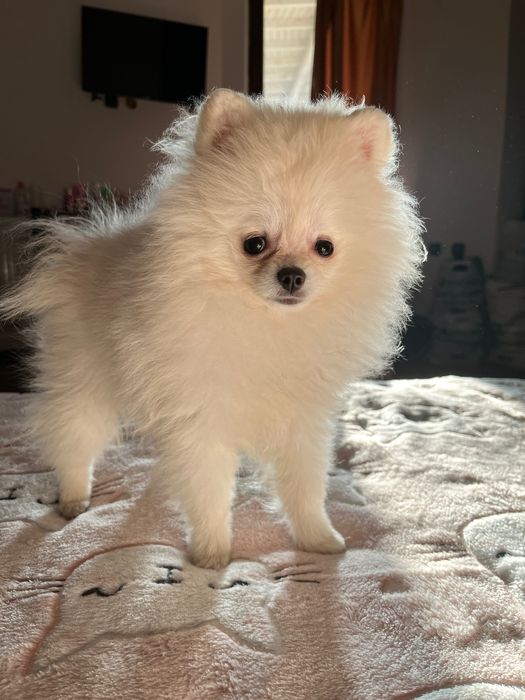 Женски мини померан