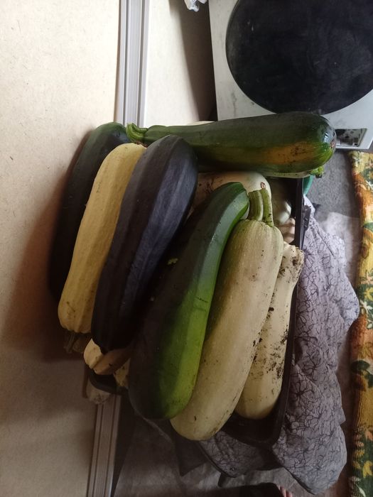 Продам кабачки по 100 тг