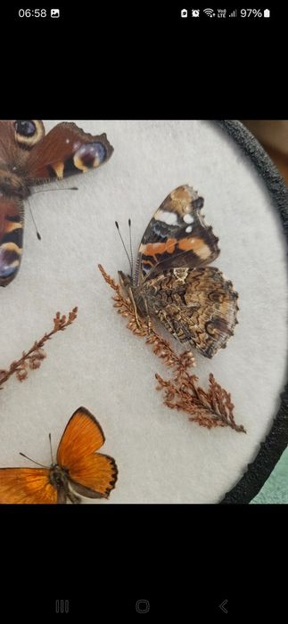 Fluturi rari de colectie