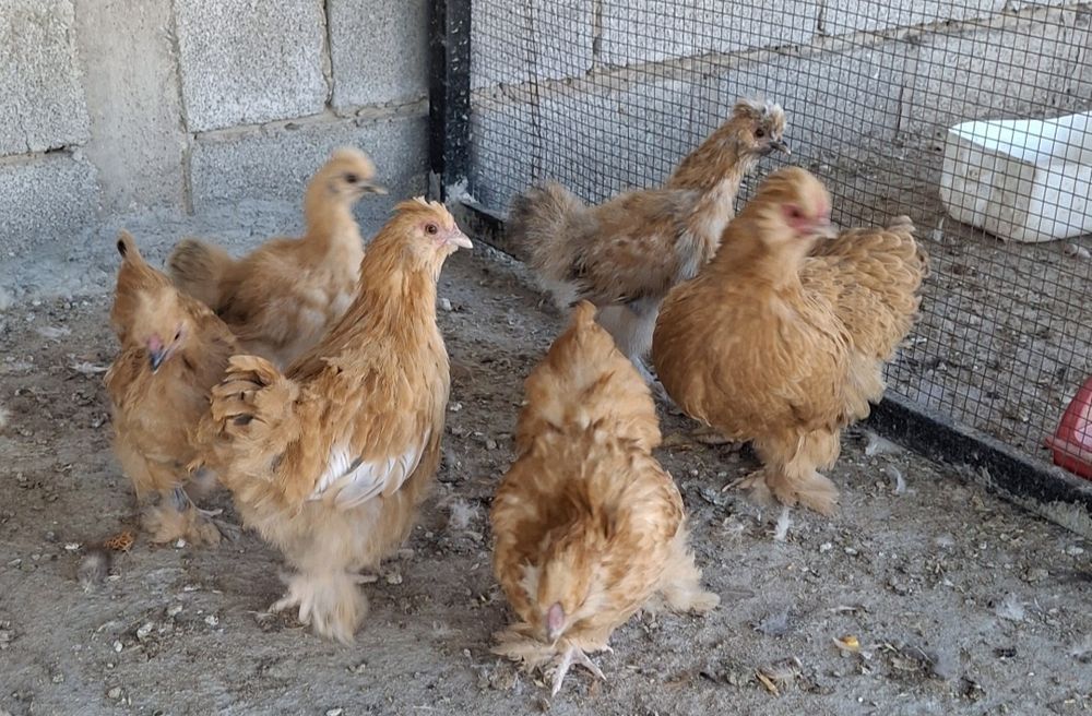 Продаются декоративные куры