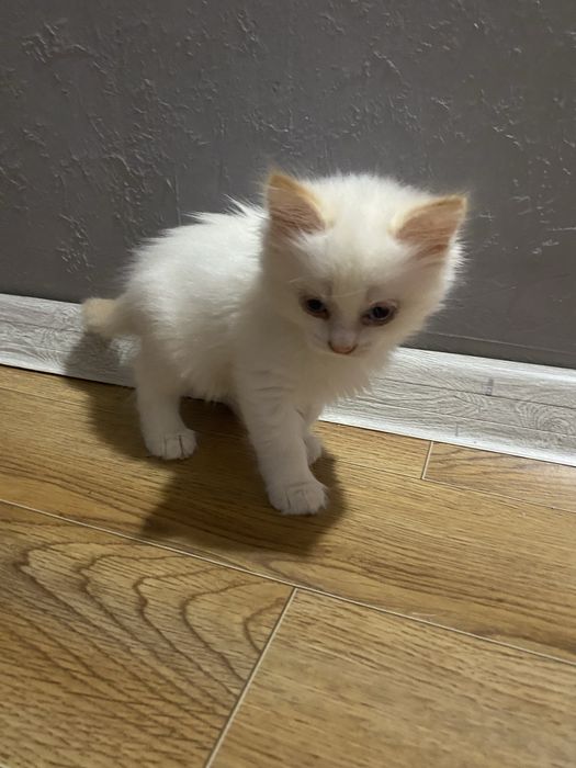 Отдам котяк 2,5 месяцев