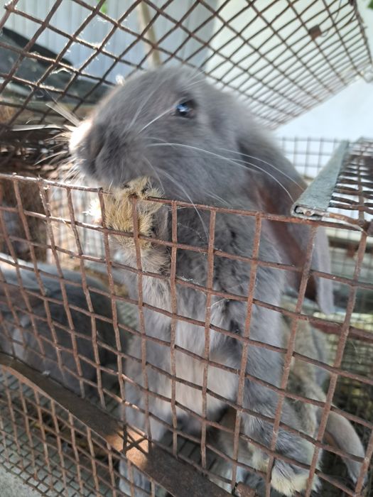Vând iepurași  crescuți natural