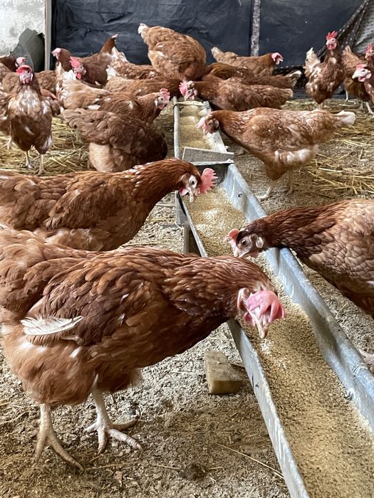 Gaini rosii ouatoare Isa Brown,Românești !